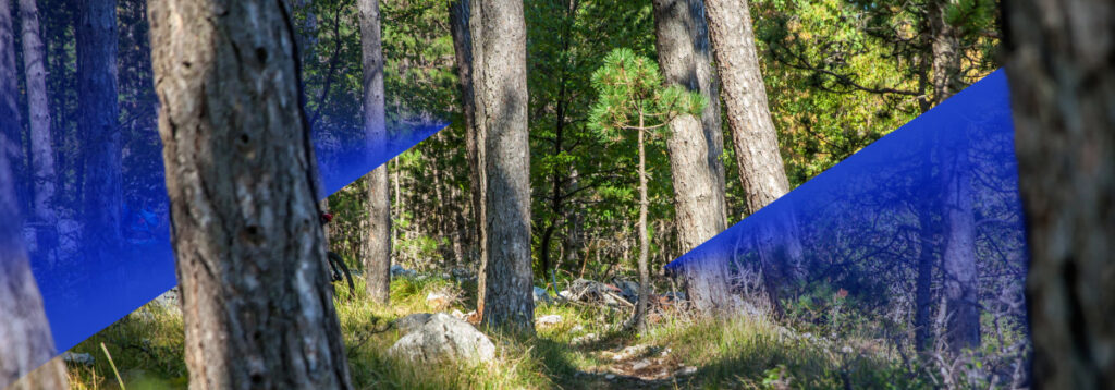 Csr World Environment Day