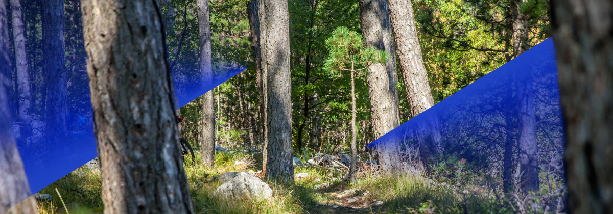 Csr World Environment Day